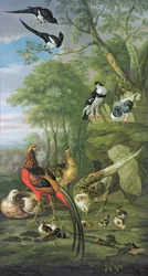 Faisan mâle, faisane et poussins et autres oiseaux dans un paysage classique